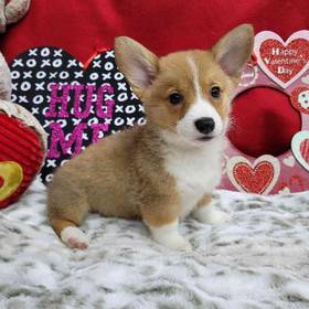 Pembroke Welsh Corgi