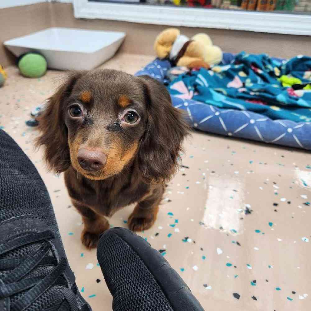 Female Dachshund Puppy for Sale in Virginia Beach, VA