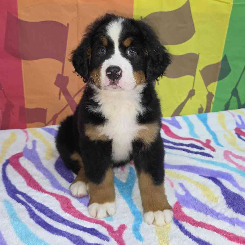 Male Bernese Mountain Dog Puppy for Sale in Virginia Beach, VA