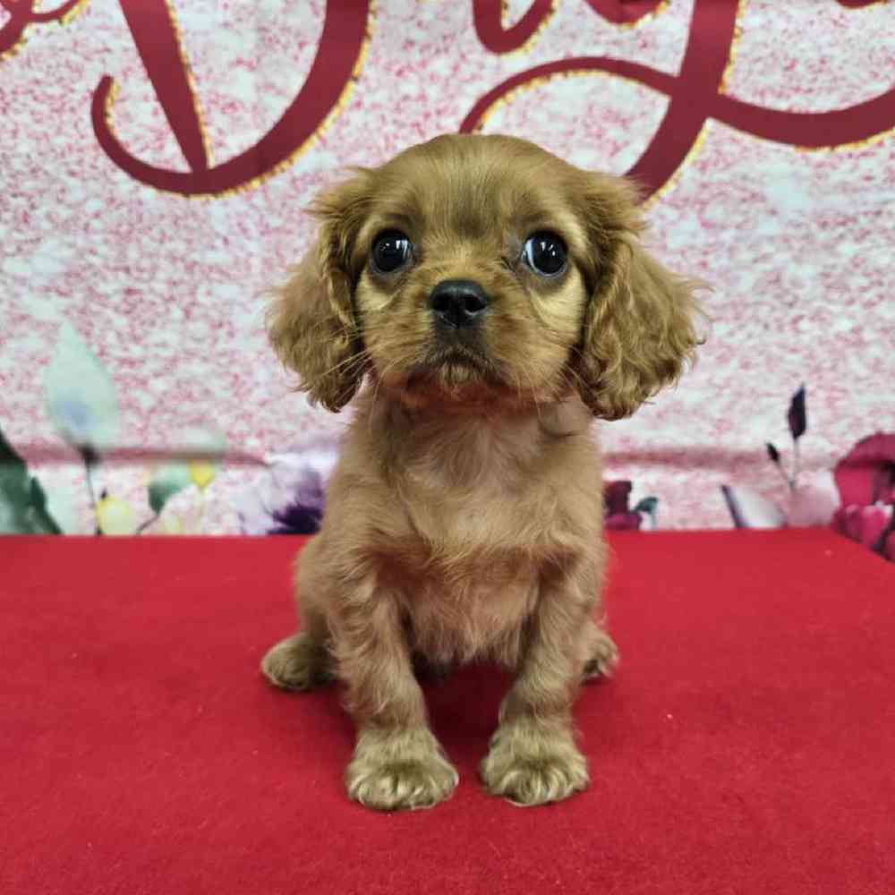 Male Cavalier King Charles Spaniel Puppy for Sale in Virginia Beach, VA