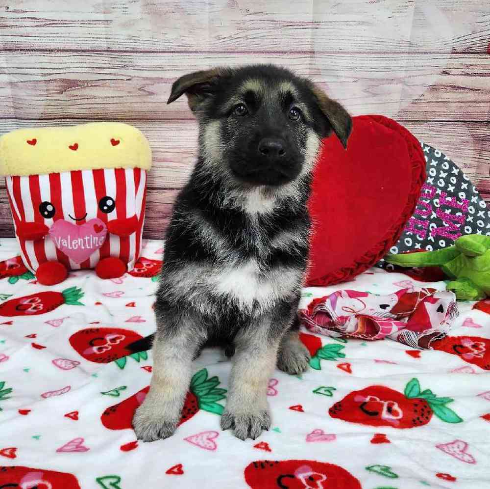 Male German Shepherd Puppy for Sale in Virginia Beach, VA