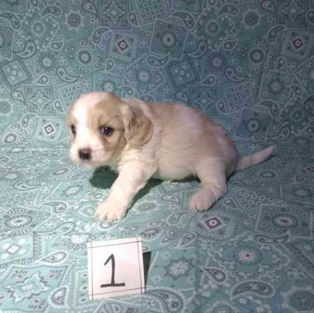 Male Cavachon Puppy for Sale in Virginia Beach, VA