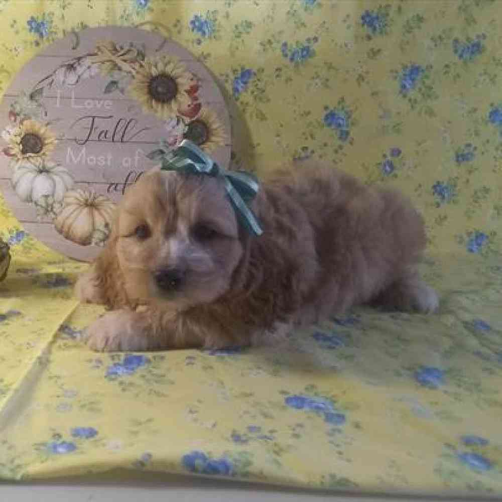 Male Cockapoo Puppy for Sale in Virginia Beach, VA