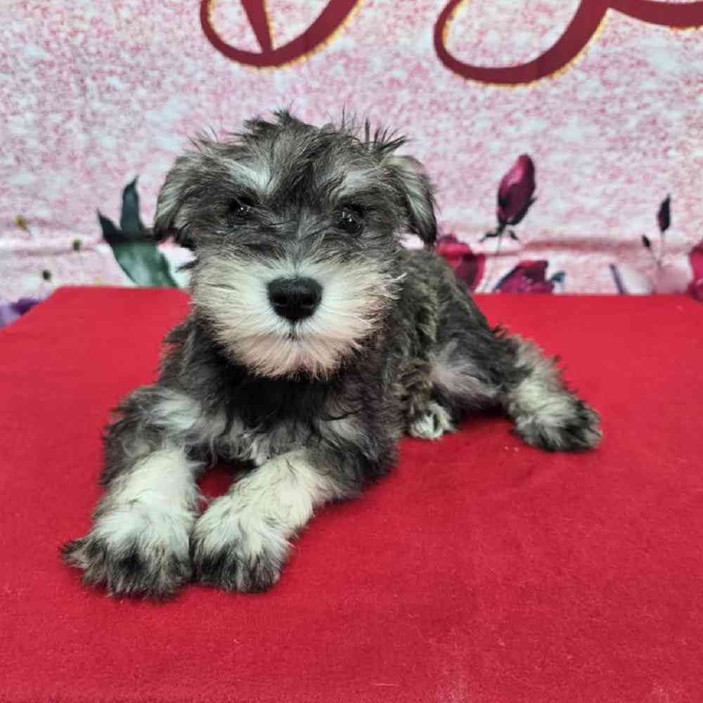 Male Mini Schnauzer Puppy for Sale in Virginia Beach, VA