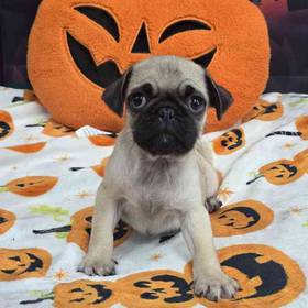 Pug