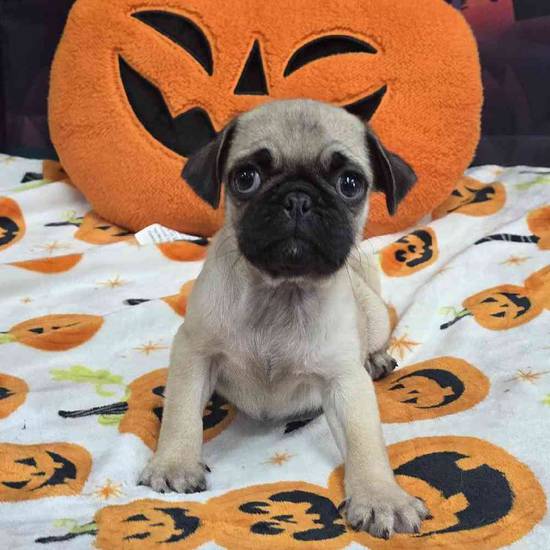 Pug
