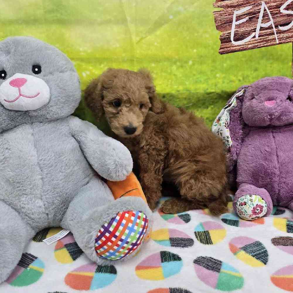 Female Mini Goldendoodle Puppy for Sale in Virginia Beach, VA