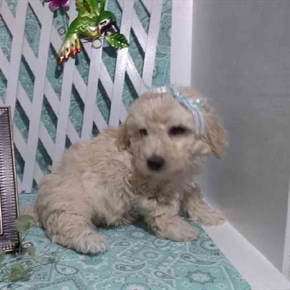 Male Bichonpoo Puppy for Sale in Virginia Beach, VA