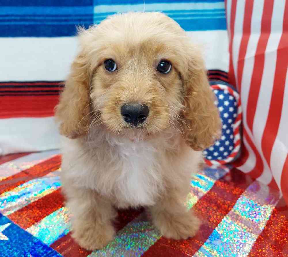 Male Cavapoo Puppy for sale