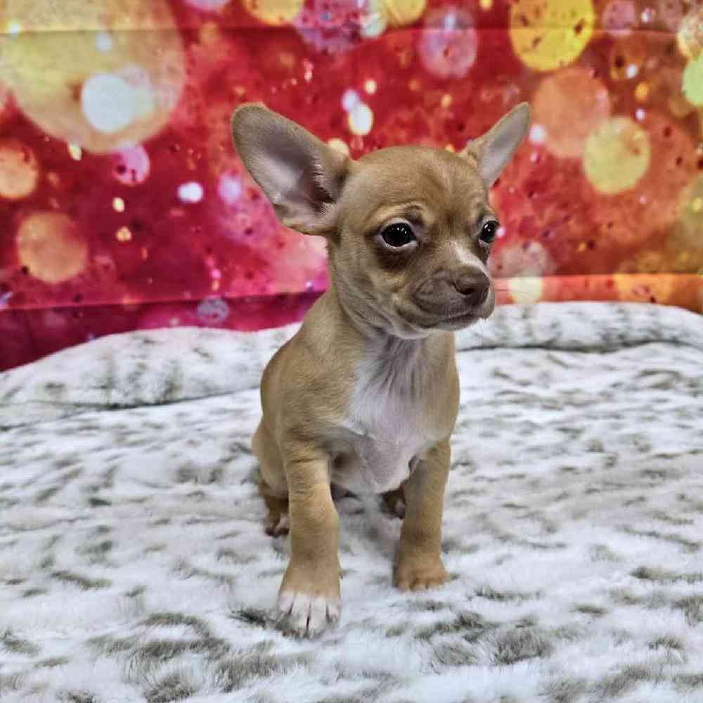 Female Chihuahua Puppy for Sale in Virginia Beach, VA