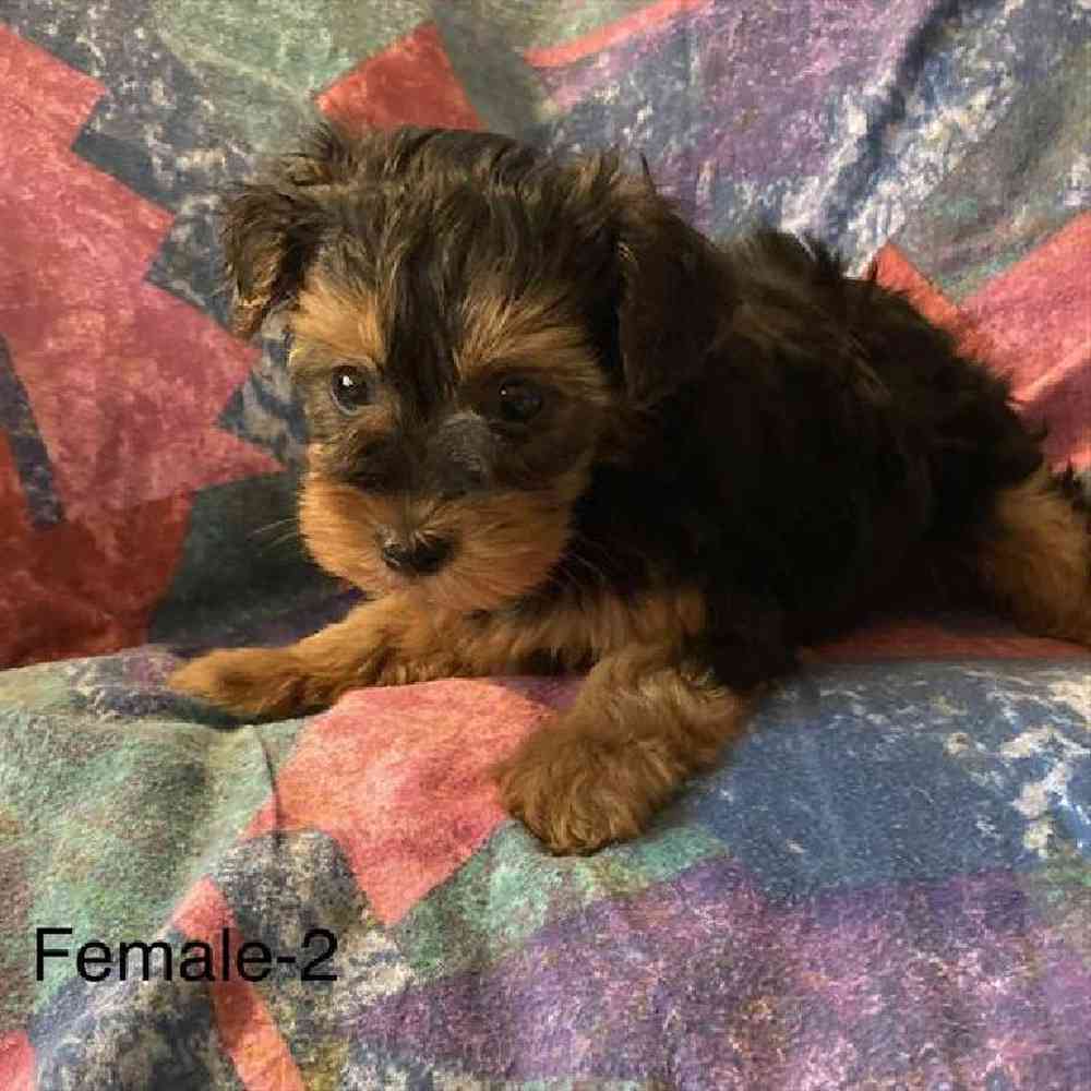 Female Silky-Poo Puppy for sale