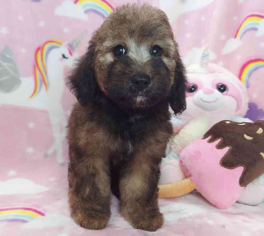 Female Mini Goldendoodle Puppy for sale