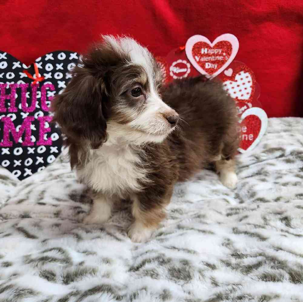 Female Mini Aussiedoodle Puppy for Sale in Virginia Beach, VA