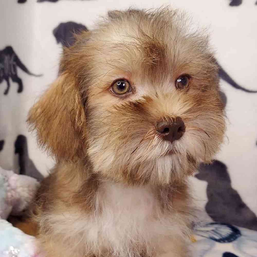 Male Shih Tzu/ Mini Schnauzer Puppy for sale