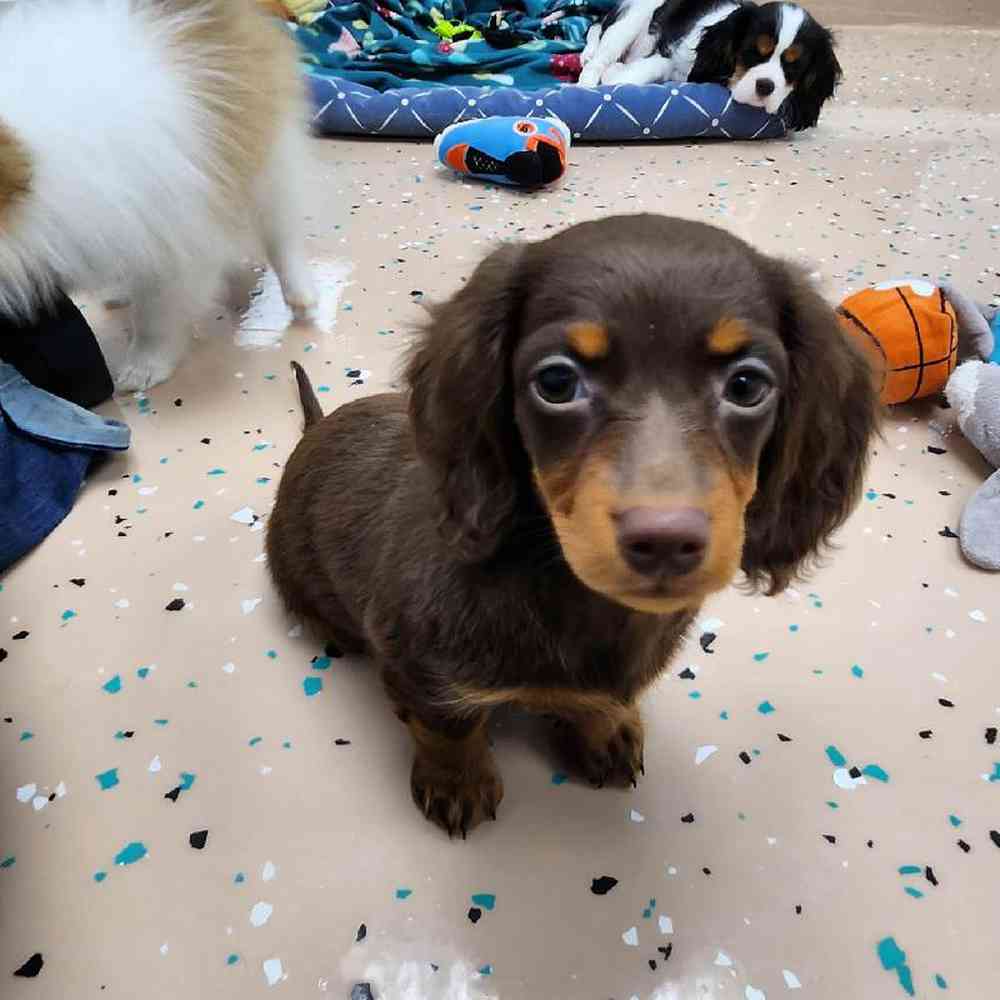 Female Dachshund Puppy for Sale in Virginia Beach, VA