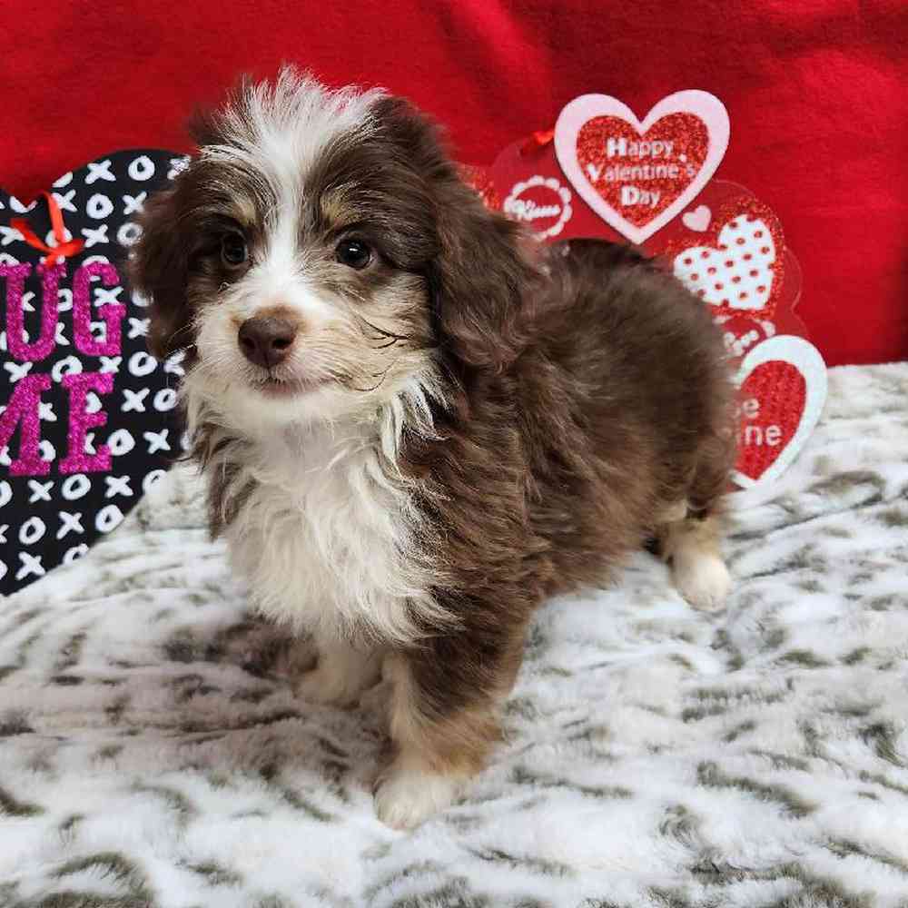 Female Mini Aussiedoodle Puppy for Sale in Virginia Beach, VA