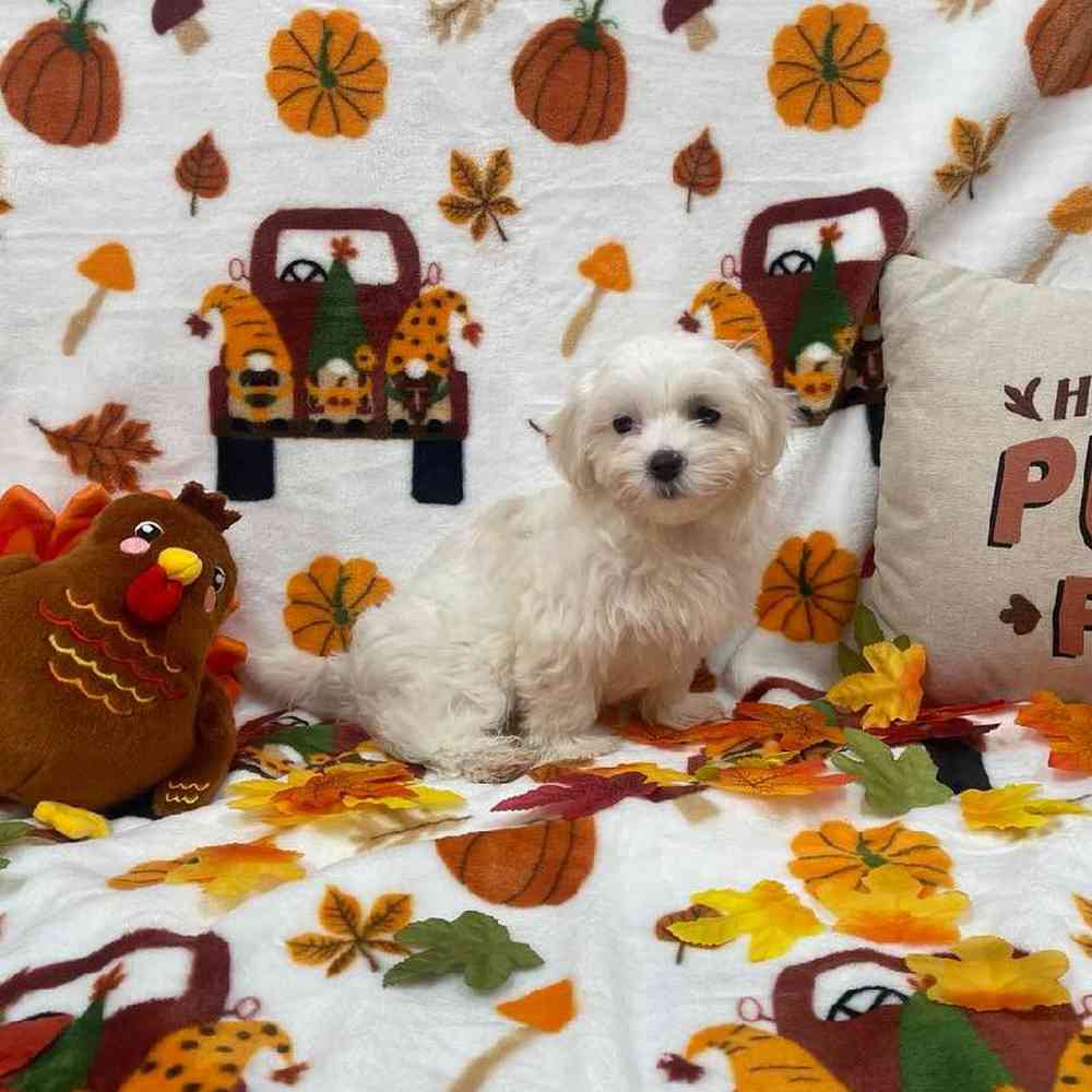 Female Maltese Puppy for sale