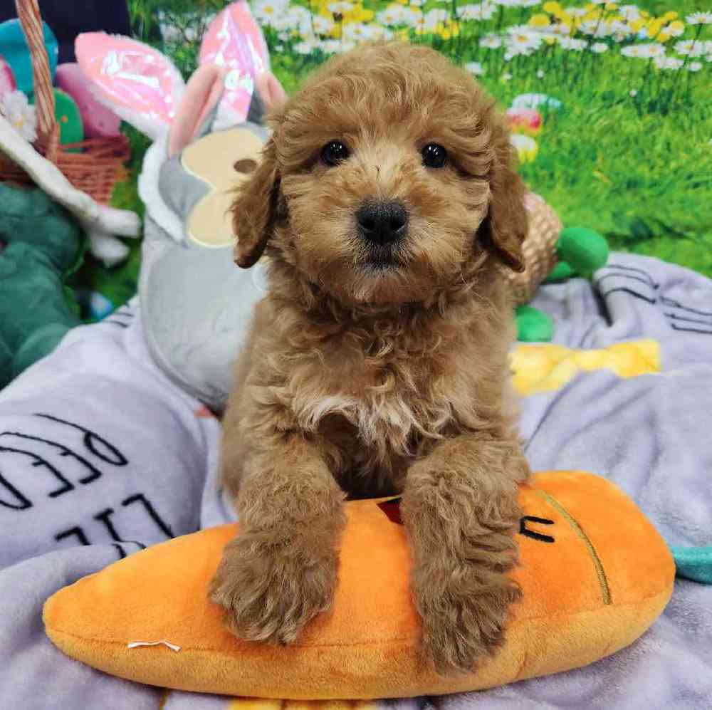 Male Mini Woodle Puppy for Sale in Virginia Beach, VA
