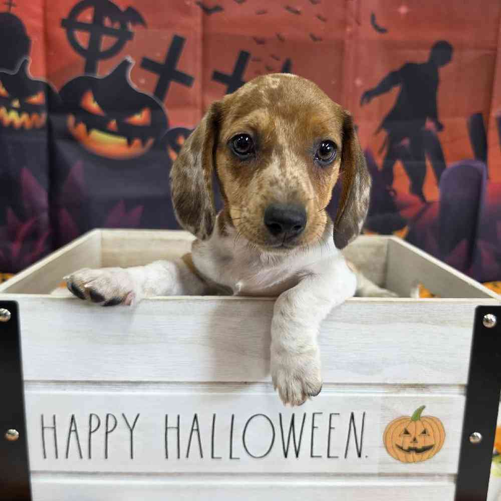 Image of a pet breed in the gallery