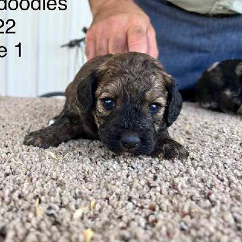 Female Mini Goldendoodle Puppy for sale