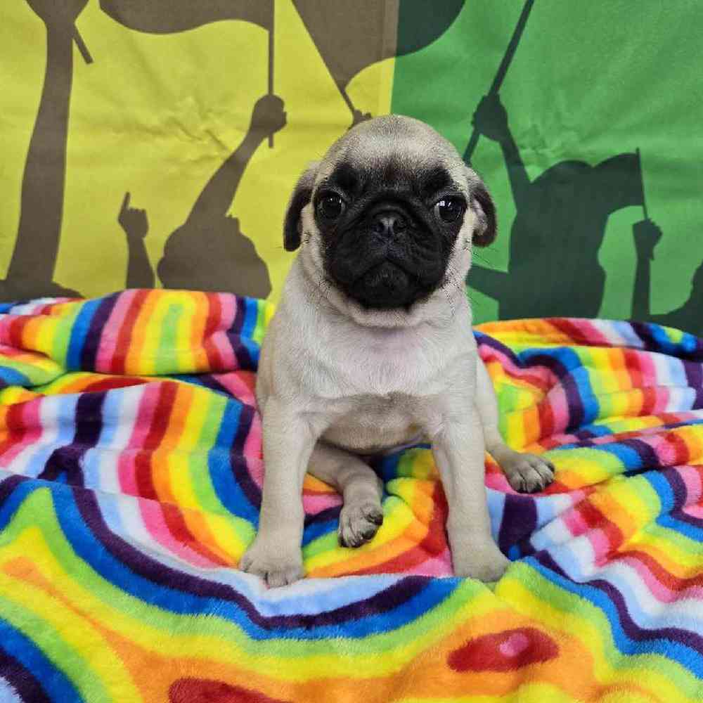 Female Pug Puppy for Sale in Virginia Beach, VA