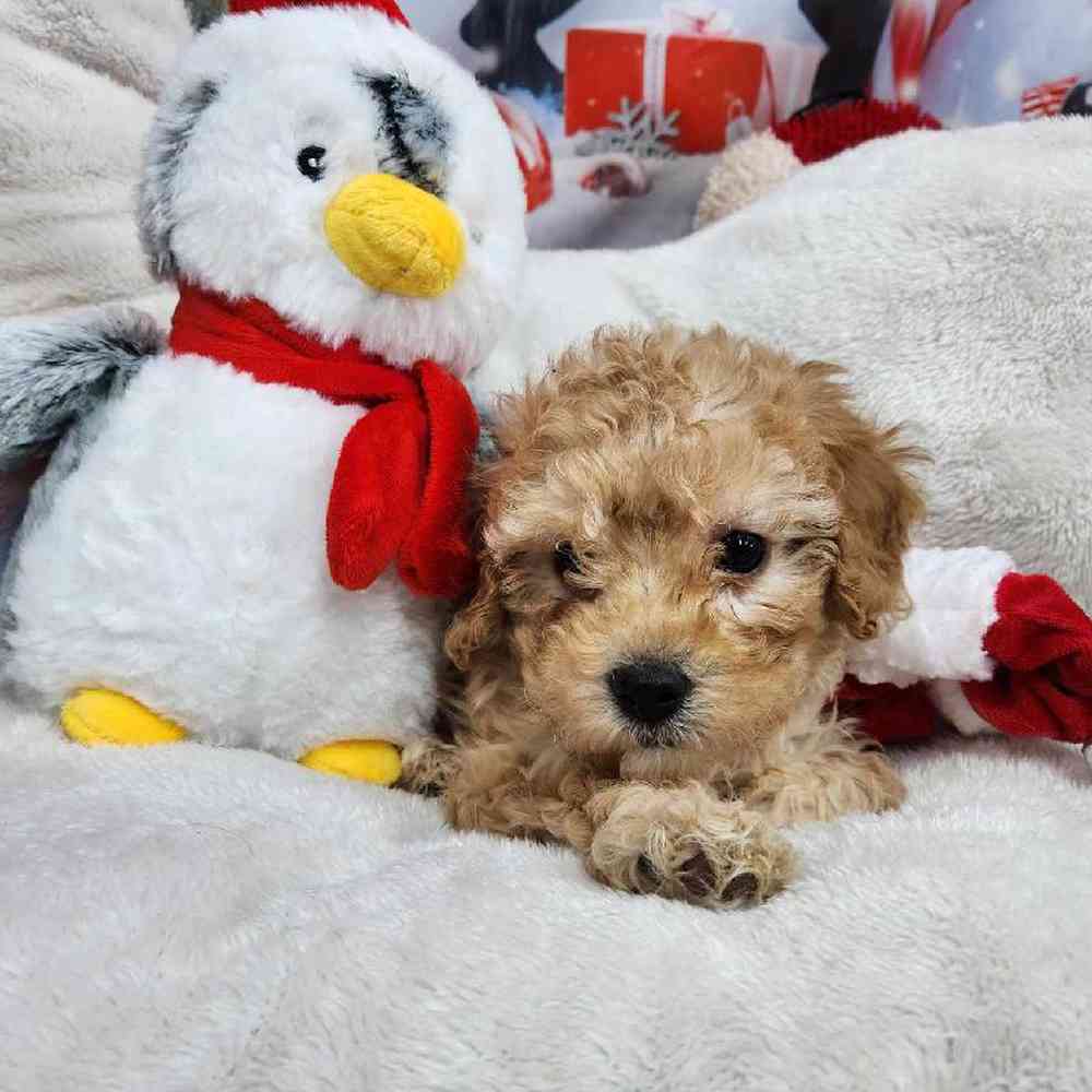 Male Maltipoo Puppy for Sale in Virginia Beach, VA