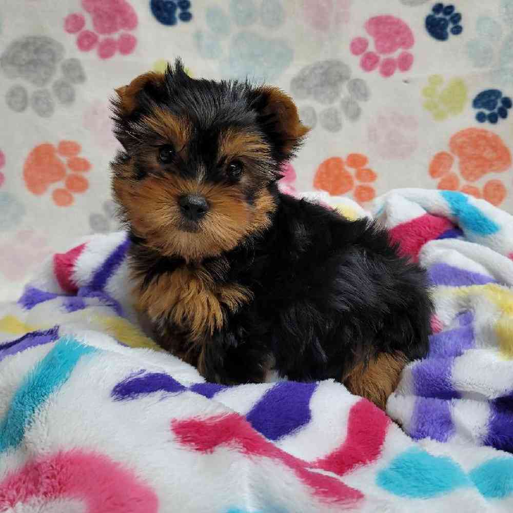 Male Yorkie Puppy for Sale in Virginia Beach, VA