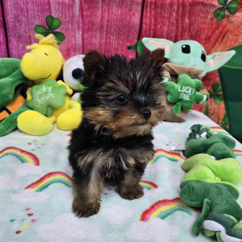Male Yorkie Puppy for Sale in Virginia Beach, VA