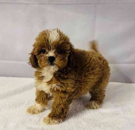 Shipoo