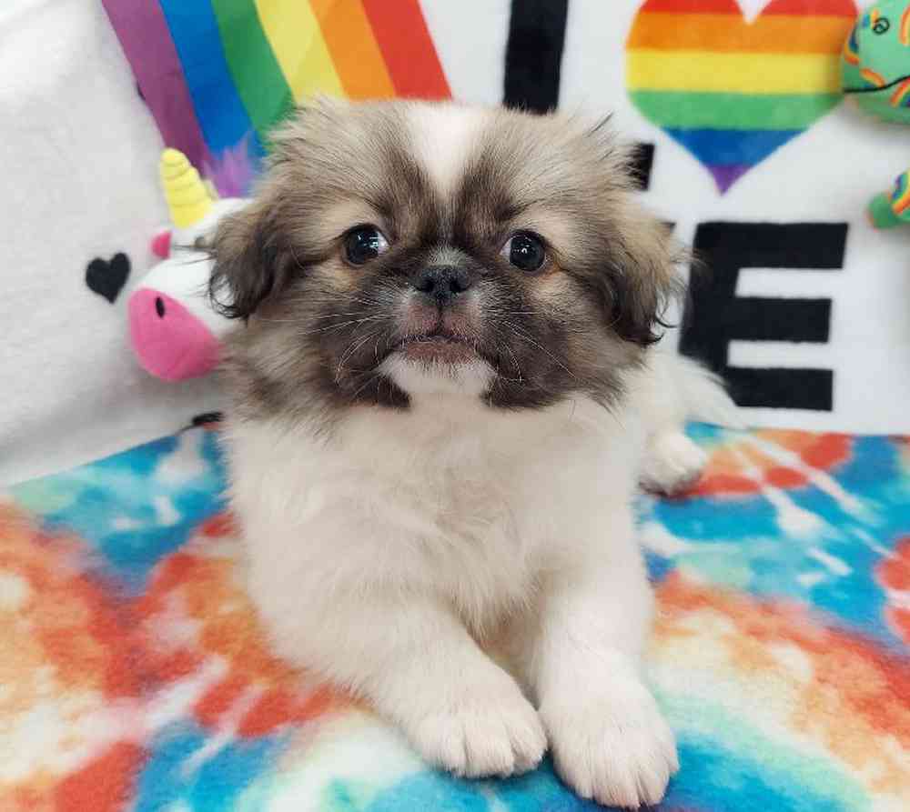 Male Pekingese Puppy for sale