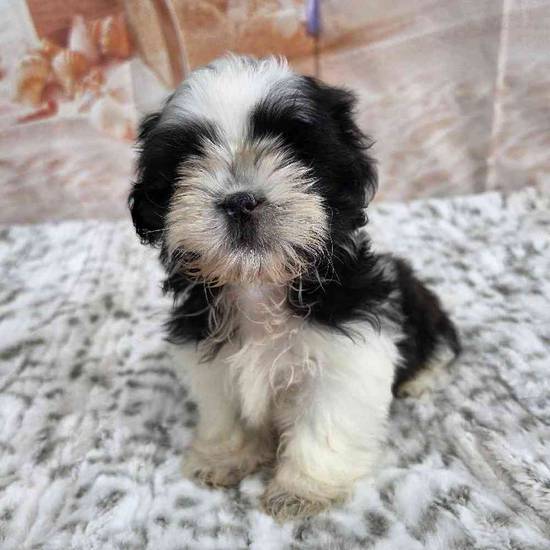 Shih Tzu