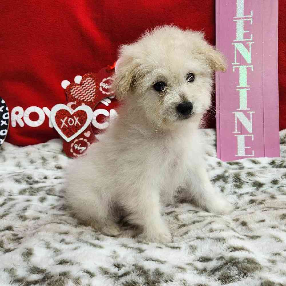 Male Pompoo Puppy for Sale in Virginia Beach, VA