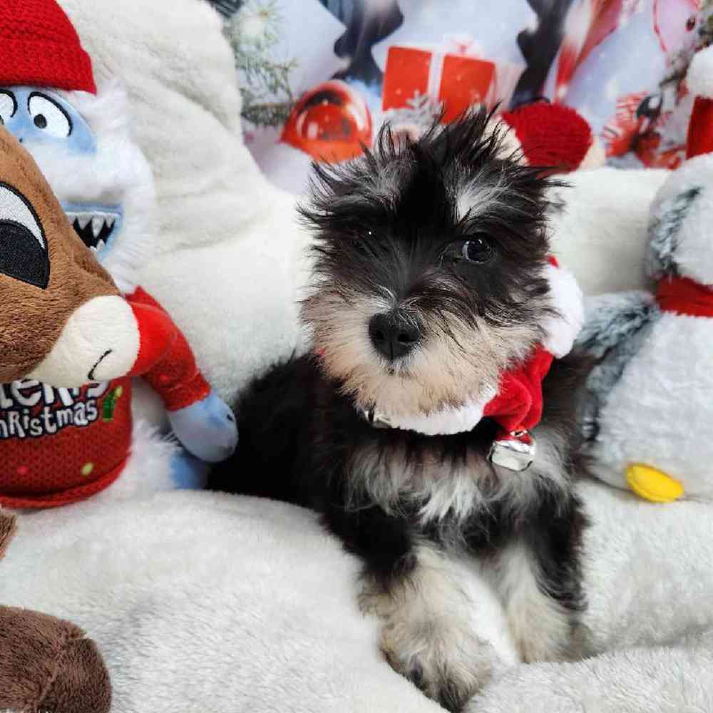 Female Mini Schnauzer Puppy for Sale in Virginia Beach, VA