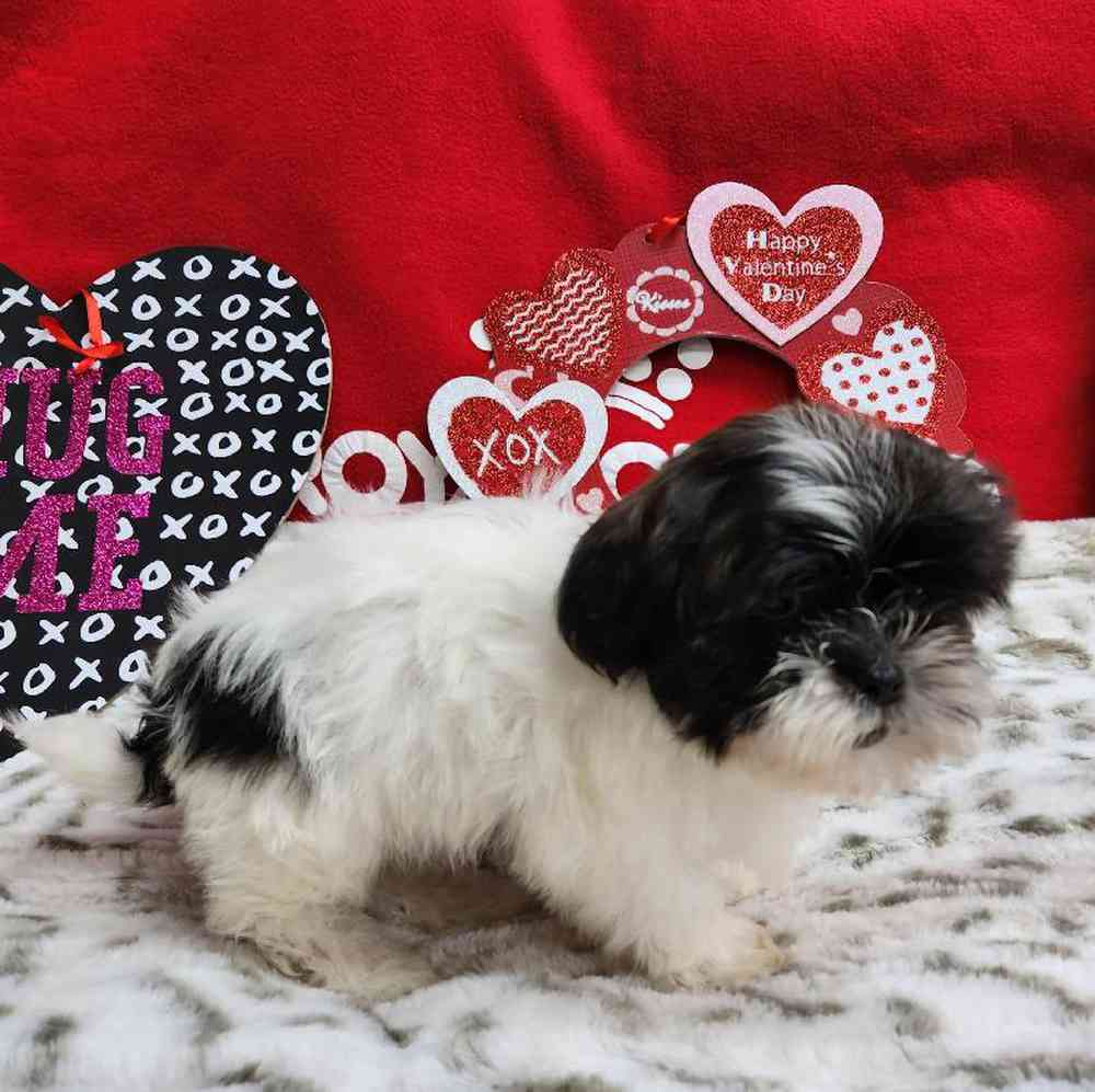 Male Shih Tzu Puppy for Sale in Virginia Beach, VA