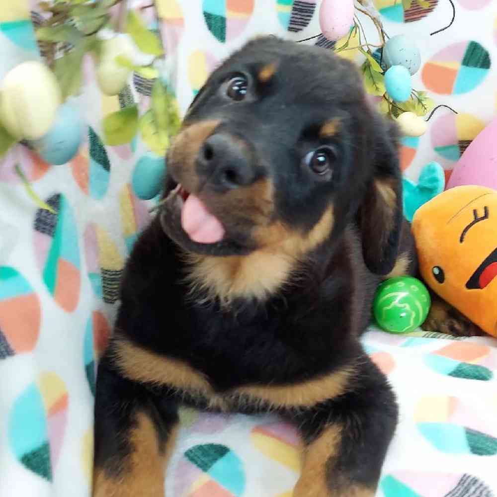 Female Rottweiler Puppy for sale