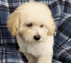 Poodle Toy