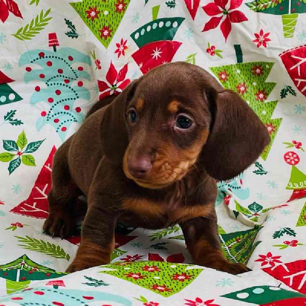 Female Dachshund Puppy for sale