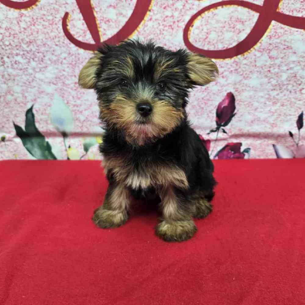Female Yorkie Puppy for Sale in Virginia Beach, VA