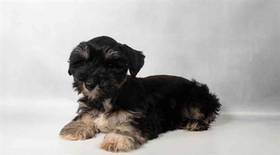 Mini Schnauzer