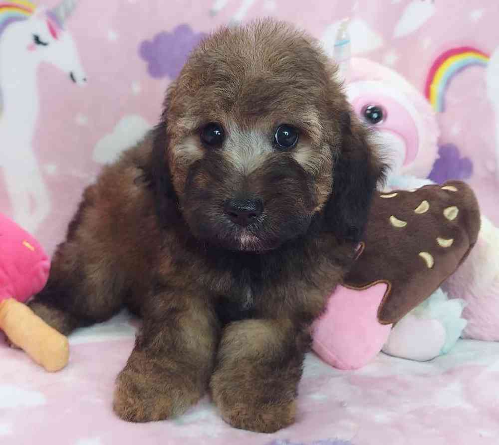 Female Mini Goldendoodle Puppy for sale