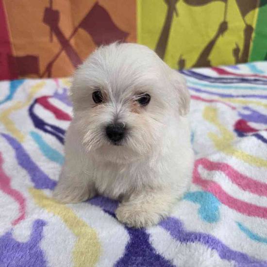 Maltese
