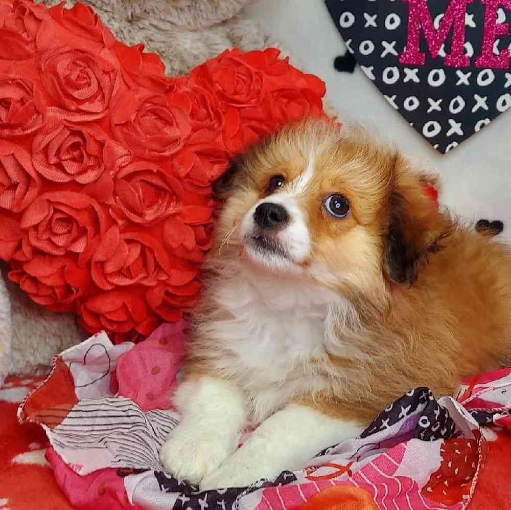Male Toy Aussiedoodle Puppy for sale