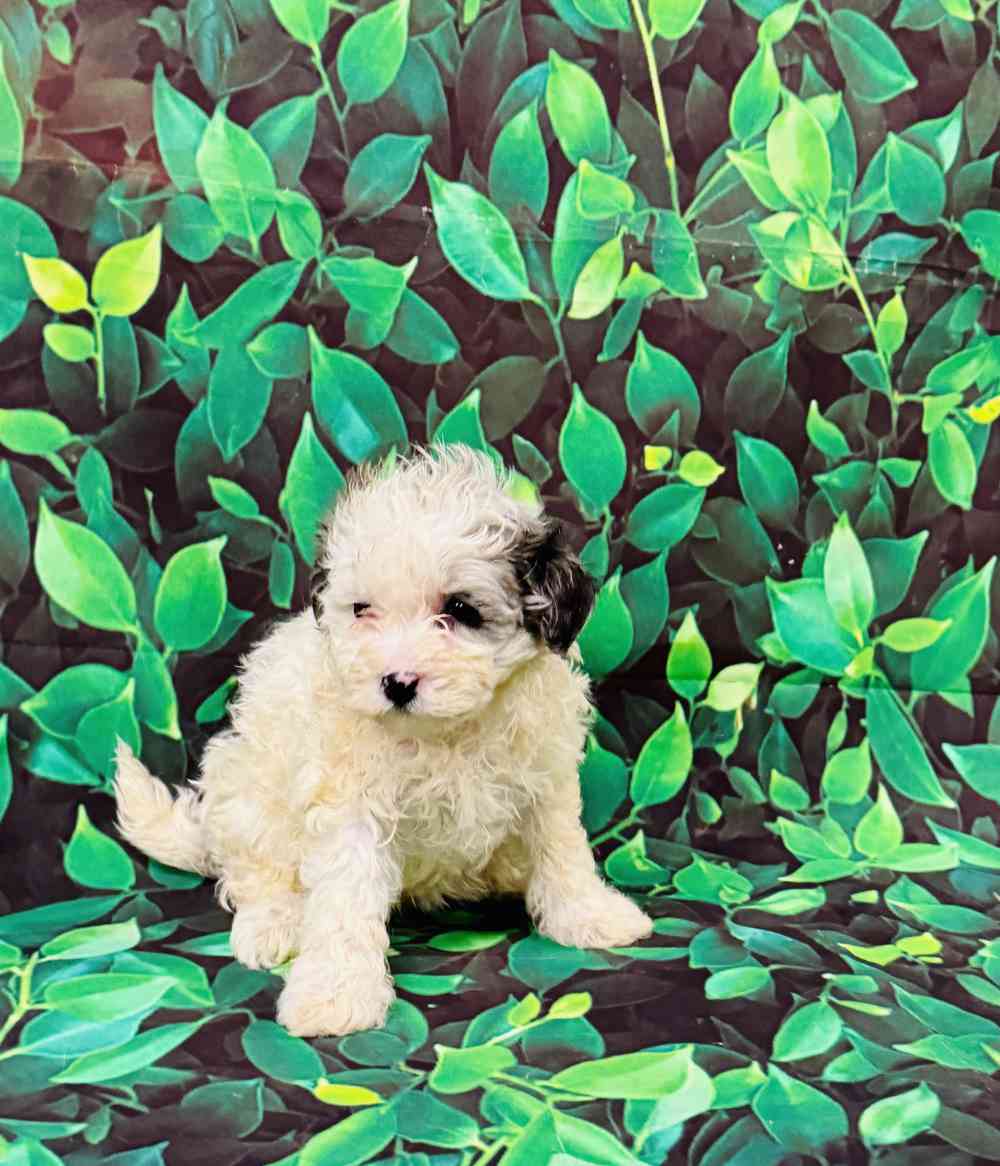 carousel pet images
