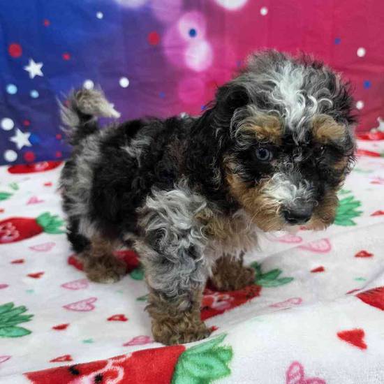 Mini Bernadoodle