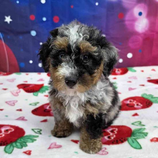 Mini Bernadoodle