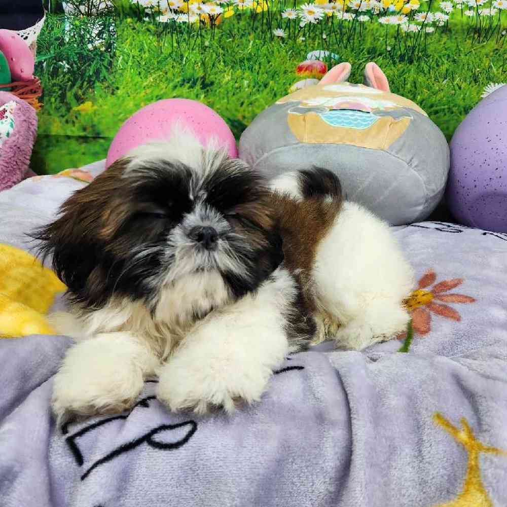 Male Shih Tzu Puppy for Sale in Virginia Beach, VA