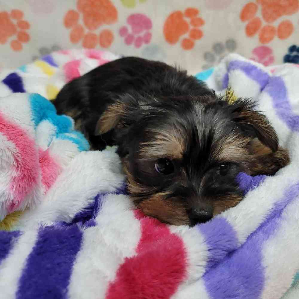 Male Morkie Puppy for Sale in Virginia Beach, VA