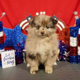 Pomsky