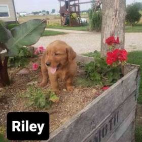 Golden Retriever