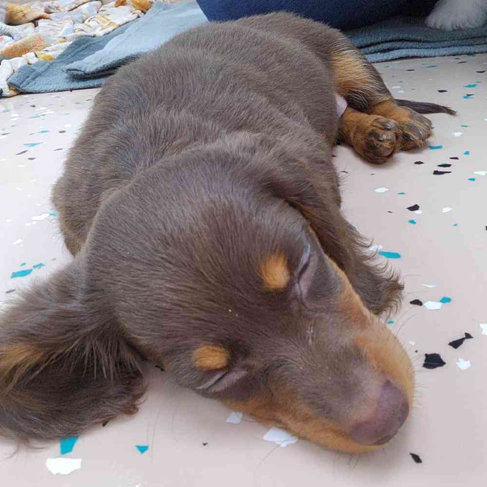 Female Dachshund Puppy for Sale in Virginia Beach, VA